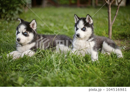 Cute siberian husky puppies with blue eyes sitting in green grass on a summer Cute siberian husky puppies with blue eyes sitting in green grass on a summer 104516981