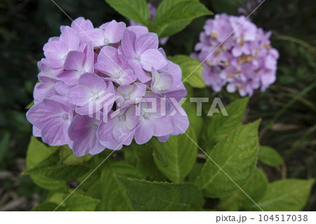 Closeup on a purple Mophead Hydrangea macropylla in the garden 104517038