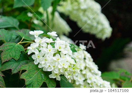 京都市伏見区の御香宮神社 柏葉アジサイ 京都市伏見区の御香宮神社 柏葉アジサイ 104517100