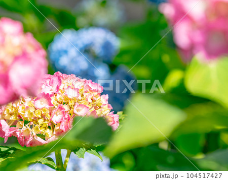 梅雨時期の景色　カラフルで美しいアジサイ 104517427