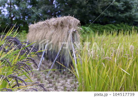 古代米の収穫――稲架（はさ）を使って天日干しされる稲束 104517739