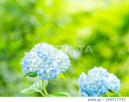 梅雨を彩る景色 カラフルで美しいアジサイ 梅雨を彩る景色 カラフルで美しいアジサイ 104517791
