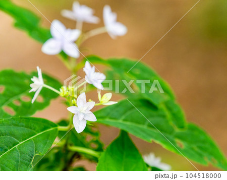 梅雨時期の景色　シーボルトが愛したアジサイ　幻のアジサイ七段花 104518000