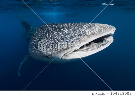 Underwater shot of a Whale Shark with spot patterns in blue ocean Underwater shot of a Whale Shark with spot patterns in blue ocean 104518005