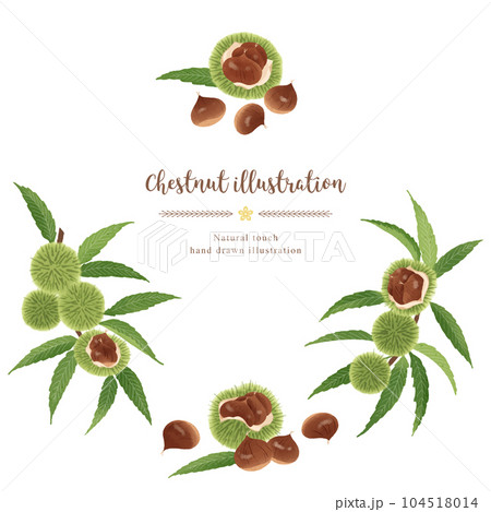 ナチュラルなタッチの栗のイラスト/サークル ナチュラルなタッチの栗のイラスト/サークル 104518014