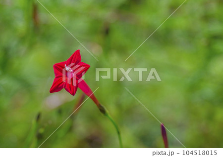 真っ赤な星形の花を咲かせるルコウソウ(縷紅草) 真っ赤な星形の花を咲かせるルコウソウ(縷紅草) 104518015