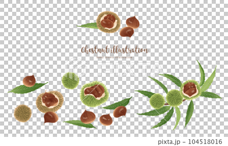 自然觸感板栗插畫/橫向佈局 104518016