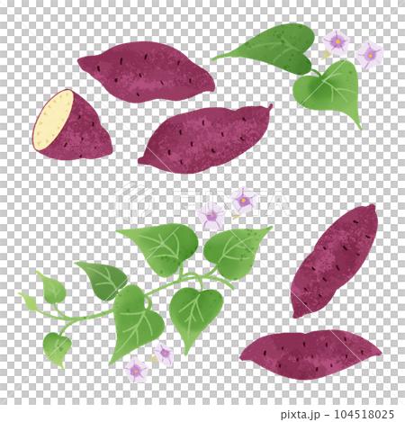 Hand drawn illustration of sweet potato -1 Hand drawn illustration of sweet potato -1 104518025
