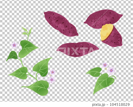 サツマイモの手描きイラスト-3 104518029