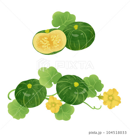 和かぼちゃの手描きイラスト-2 104518033