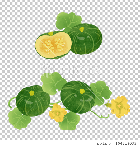 和かぼちゃの手描きイラスト-2 104518033