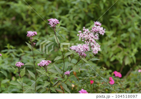 ユーパトリウム　‘ピンクフロスト’ 104518097