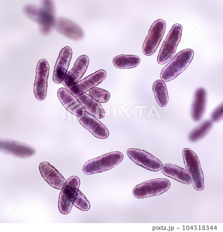 Aeromonas bacteria, 3D illustration 104518344