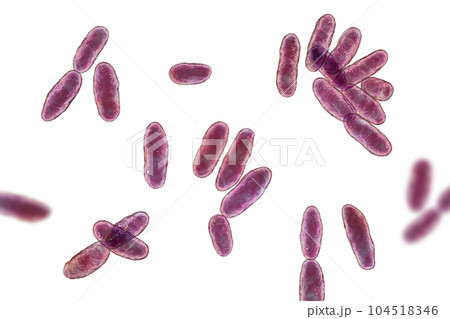 Aeromonas bacteria, 3D illustration 104518346