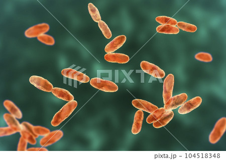 Aeromonas bacteria, 3D illustration 104518348