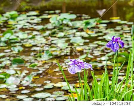 爽やかな初夏の景色 いけのほとりに咲くカラフルで華やかな満開の花菖蒲 爽やかな初夏の景色 いけのほとりに咲くカラフルで華やかな満開の花菖蒲 104518352