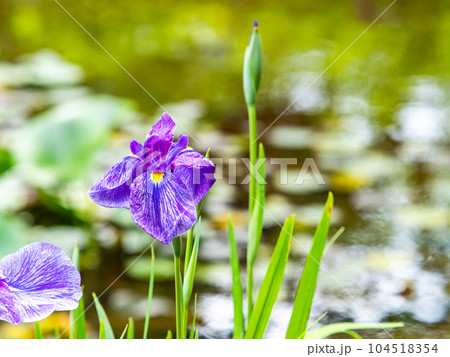 爽やかな初夏の景色　いけのほとりに咲くカラフルで華やかな満開の花菖蒲 104518354