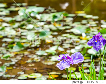 爽やかな初夏の景色 いけのほとりに咲くカラフルで華やかな満開の花菖蒲 爽やかな初夏の景色 いけのほとりに咲くカラフルで華やかな満開の花菖蒲 104518355