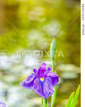 爽やかな初夏の景色　いけのほとりに咲くカラフルで華やかな満開の花菖蒲 104518360