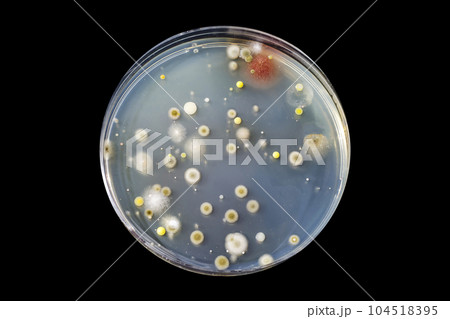 Colonies of different bacteria and mold fungi grown on nutrient agar 104518395
