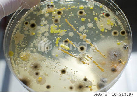 Colonies of different bacteria and mold fungi 104518397