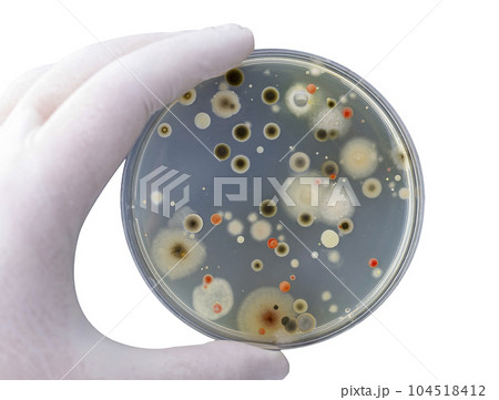 Colonies of different bacteria and mold fungi 104518412