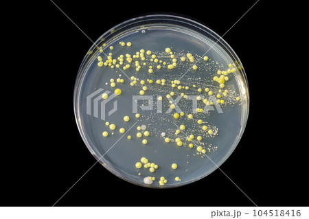 Bacteria grown from skin smear 104518416