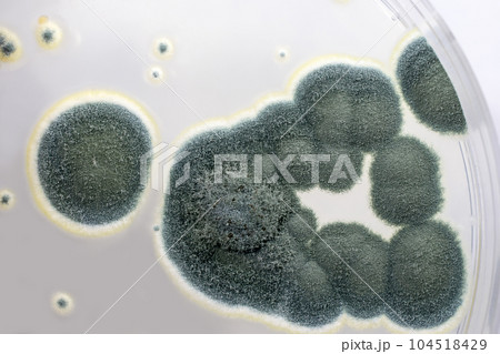 Colonies of Penicillium fungi on Sabouraud Dextrose Agar 104518429