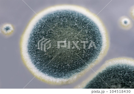 Colonies of Penicillium fungi on Sabouraud Dextrose Agar 104518430
