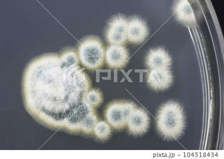 Colonies of Penicillium fungi on Sabouraud Dextrose Agar 104518434