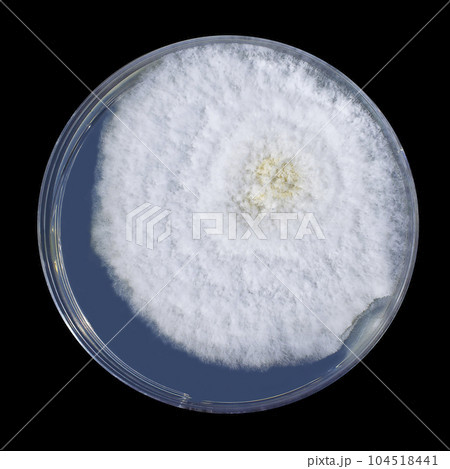 Colony of mold fungi cultivated from indoor air 104518441
