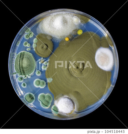 Colonies of mold fungi cultivated from indoor air 104518443