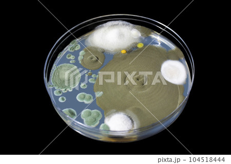 Colonies of mold fungi cultivated from indoor air Colonies of mold fungi cultivated from indoor air 104518444
