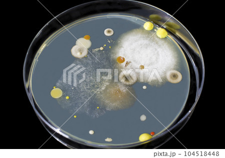 Colonies of mold fungi cultivated from indoor air Colonies of mold fungi cultivated from indoor air 104518448
