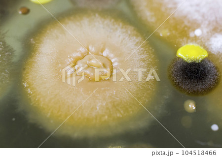 Colonies of different bacteria and molds Colonies of different bacteria and molds 104518466
