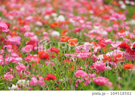 ポピー2271 104518502