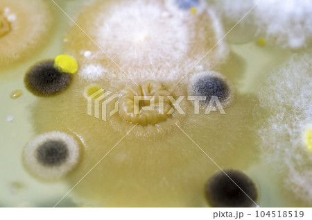 Colonies of different bacteria and molds Colonies of different bacteria and molds 104518519