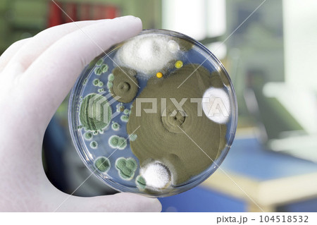 Colonies of different mold fungi grown from indoor air 104518532
