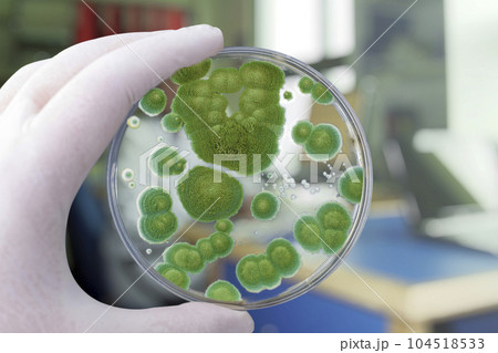 Colonies of different mold fungi grown from indoor air 104518533