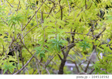 レモンに似た爽やかな香りを放つレモンバーベナ 104518592