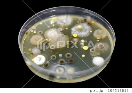 Colonies of different bacteria and mold fungi from indoor air Colonies of different bacteria and mold fungi from indoor air 104518612