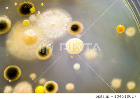Colonies of different bacteria and mold fungi from indoor air 104518617