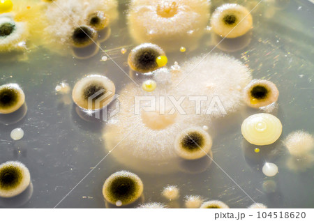 Colonies of different bacteria and mold fungi from indoor air 104518620
