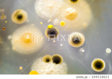 Colonies of different bacteria and mold fungi from indoor air Colonies of different bacteria and mold fungi from indoor air 104518621