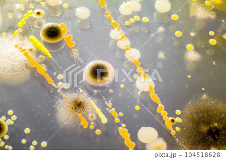 Colonies of different bacteria and mold fungi from indoor air Colonies of different bacteria and mold fungi from indoor air 104518628
