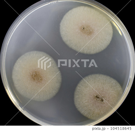 Colony of a mold fungus cultivated from indoor air 104518645