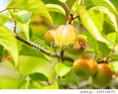 初夏の美しい景色 甘い香りがするたわわに実った梅の実 初夏の美しい景色 甘い香りがするたわわに実った梅の実 104518675