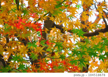 カラフルで色彩り彩りな紅葉の葉の風景8 カラフルで色彩り彩りな紅葉の葉の風景8 104518678