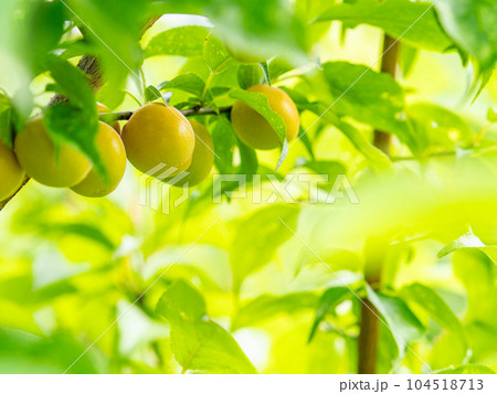 初夏の美しい景色　甘い香りがするたわわに実った梅の実 104518713