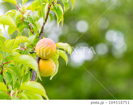 初夏の美しい景色 甘い香りがするたわわに実った梅の実 初夏の美しい景色 甘い香りがするたわわに実った梅の実 104518751